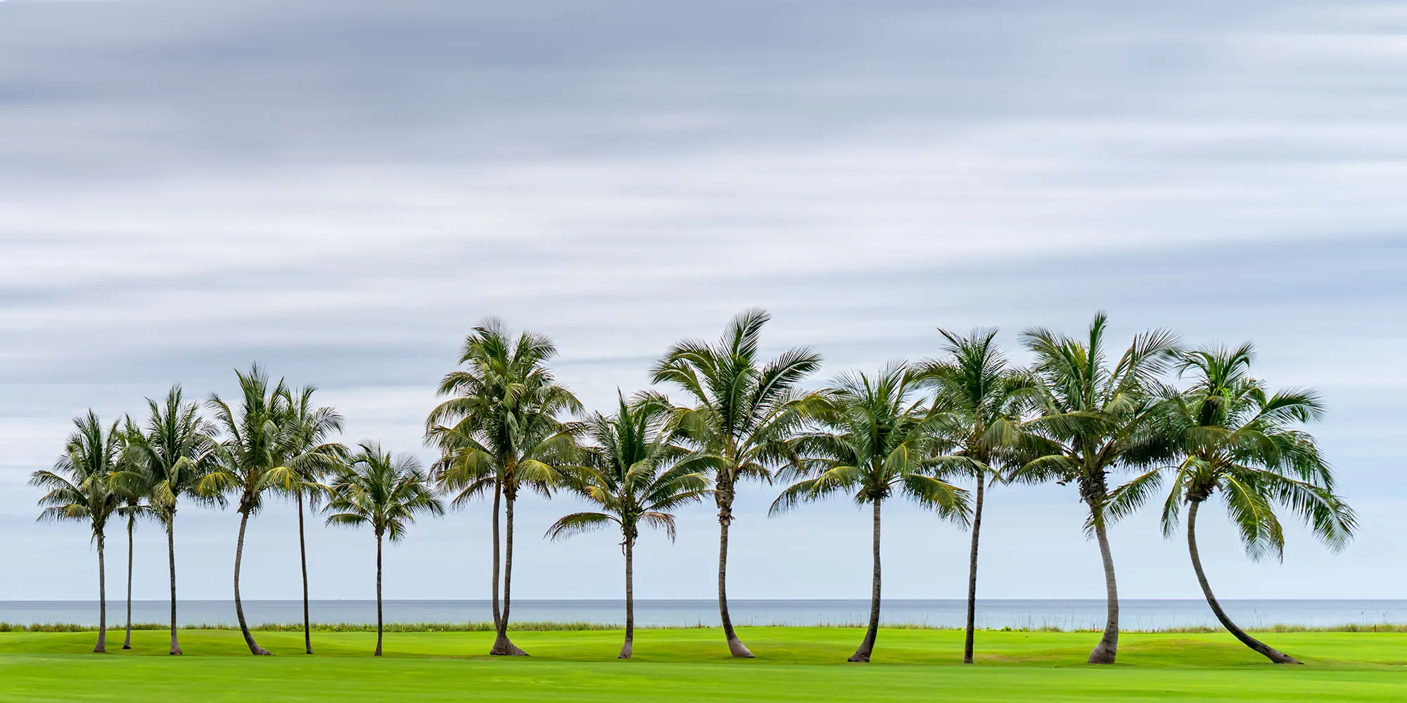 Palm trees in green grass field with cloudy background.